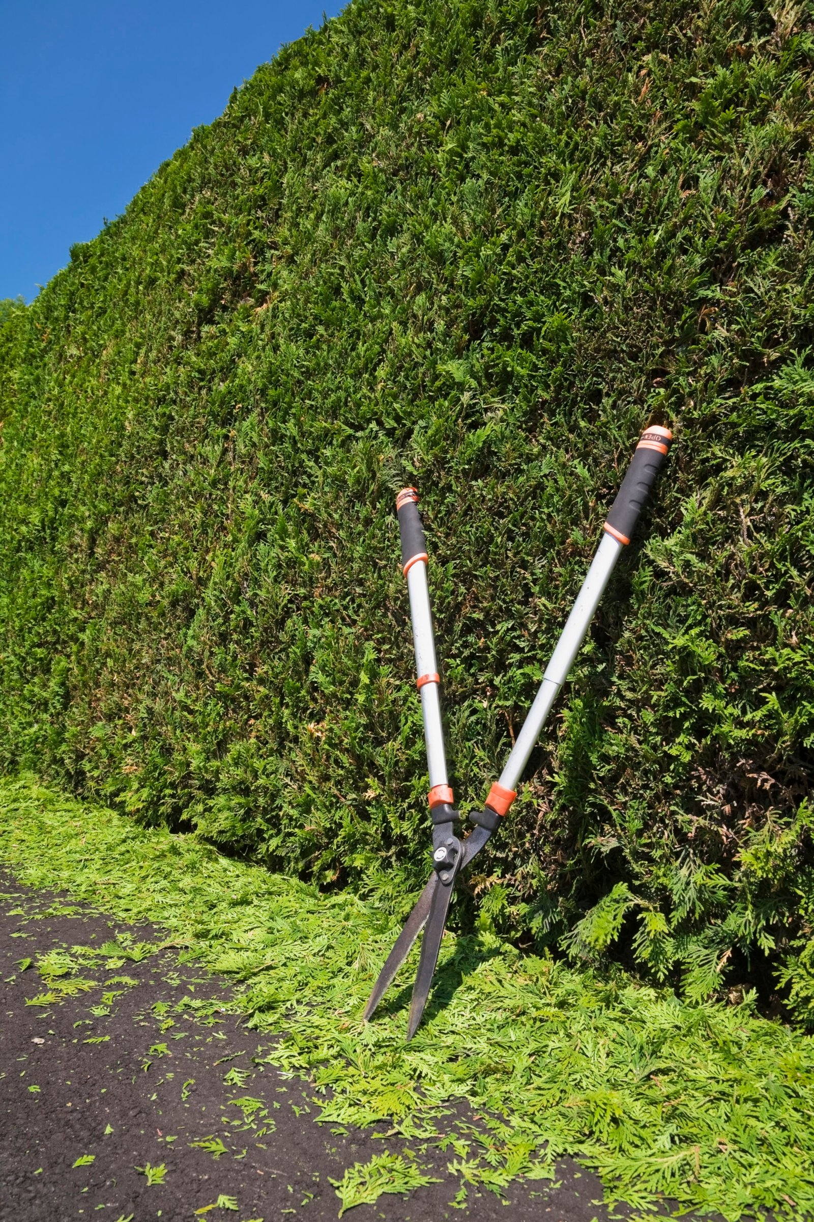 Clipped Thuja occidentalis - cedar tree hedge with garden shears and trimmings on black asphalt driveway in summer, Quebec, Canada