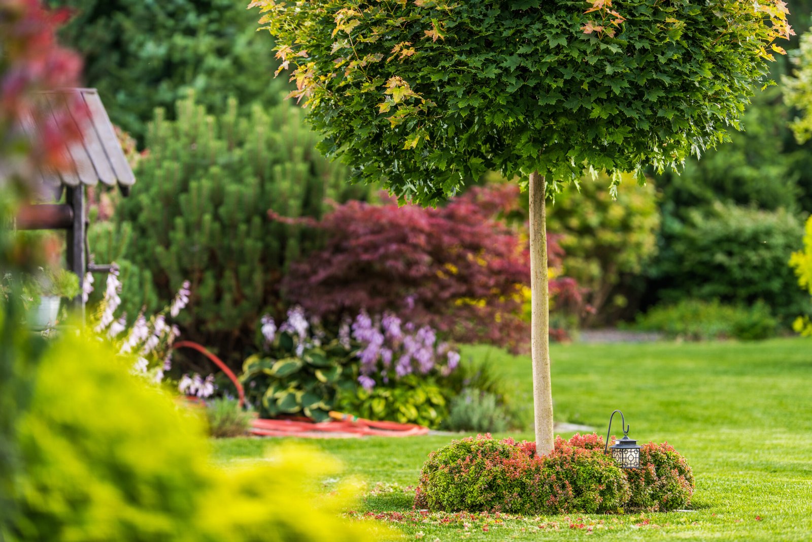 Beautiful Backyard Garden and the Summer Vegetation. Gardening and Nature Theme