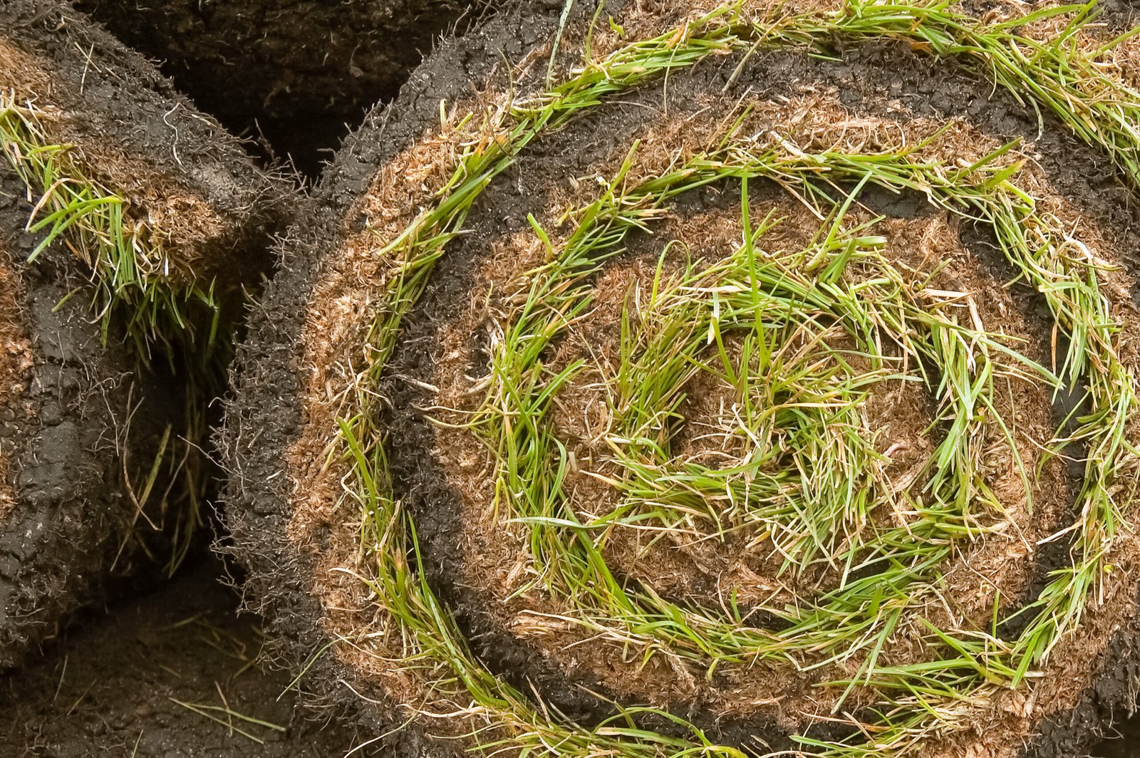spiral of fresh rolled grass turf for the garden