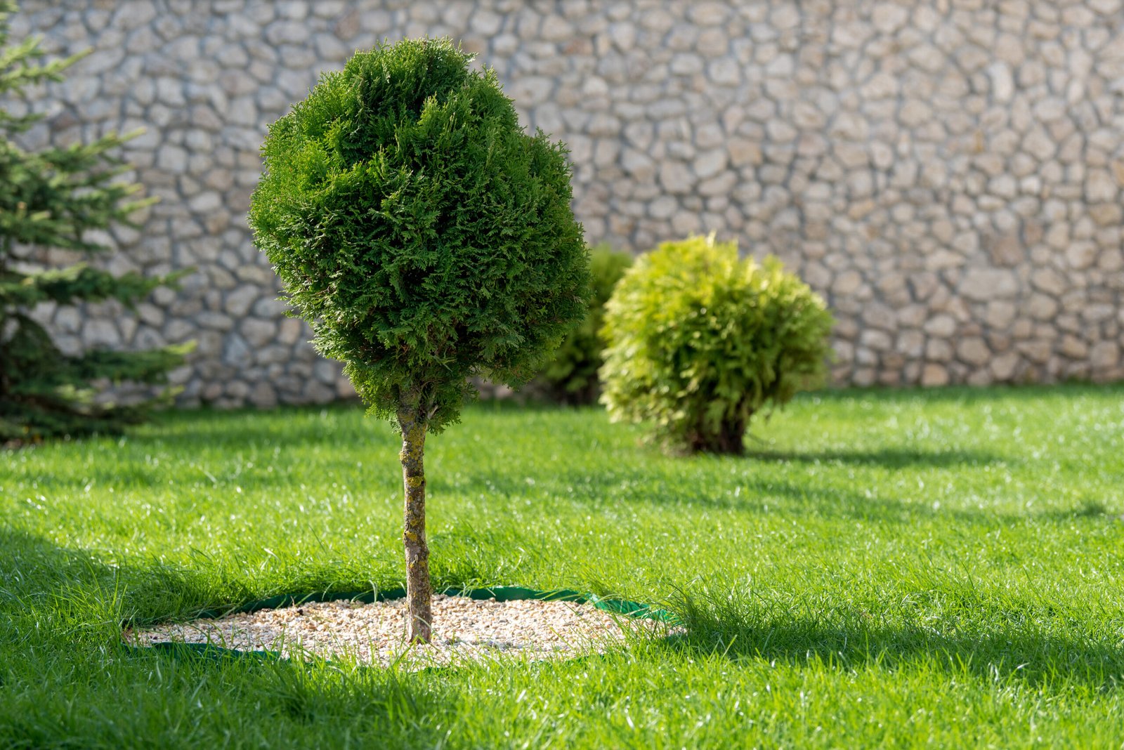 Landscaping in the garden with tree